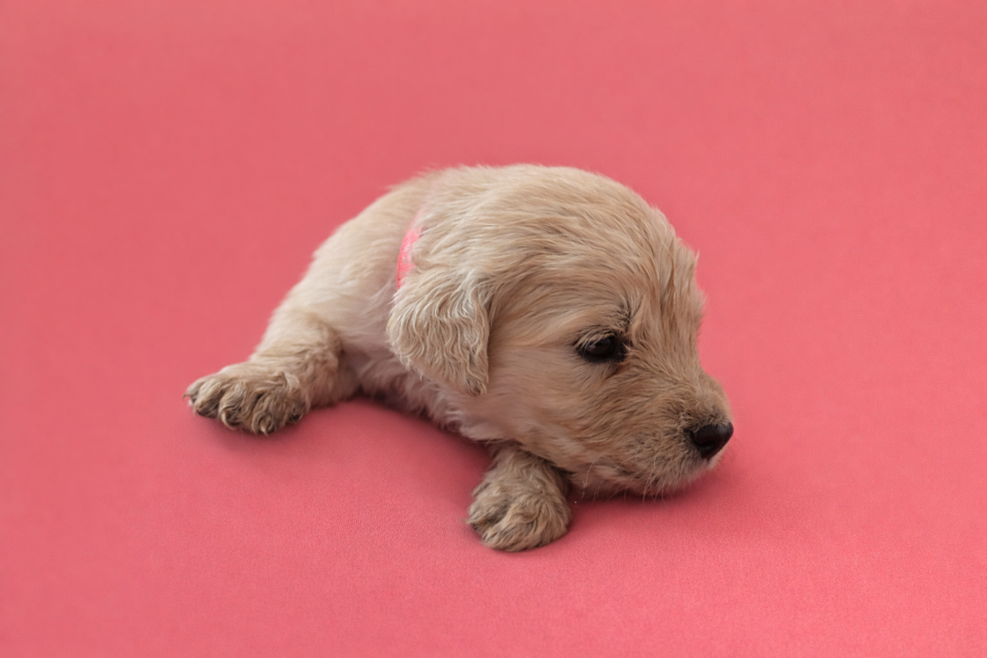 Antoine Desforges - Chiots disponibles - Golden Retriever