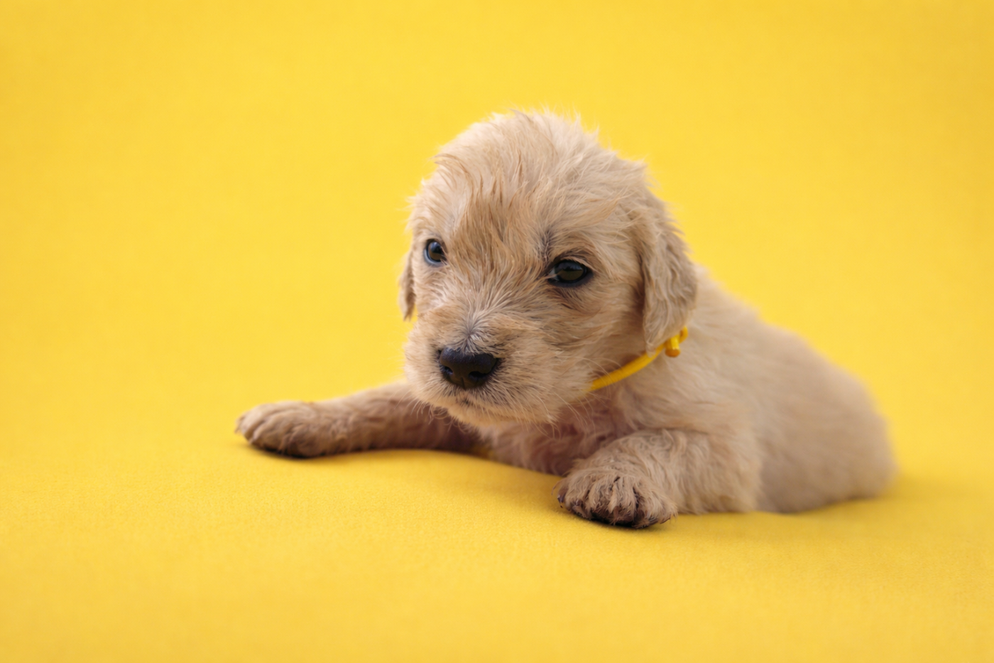 Antoine Desforges - Chiots disponibles - Golden Retriever