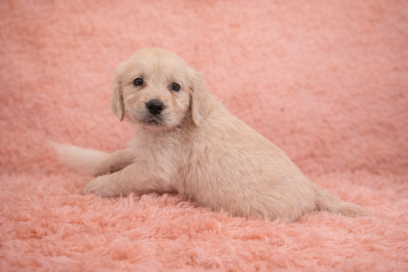 Antoine Desforges - Chiots disponibles - Golden Retriever
