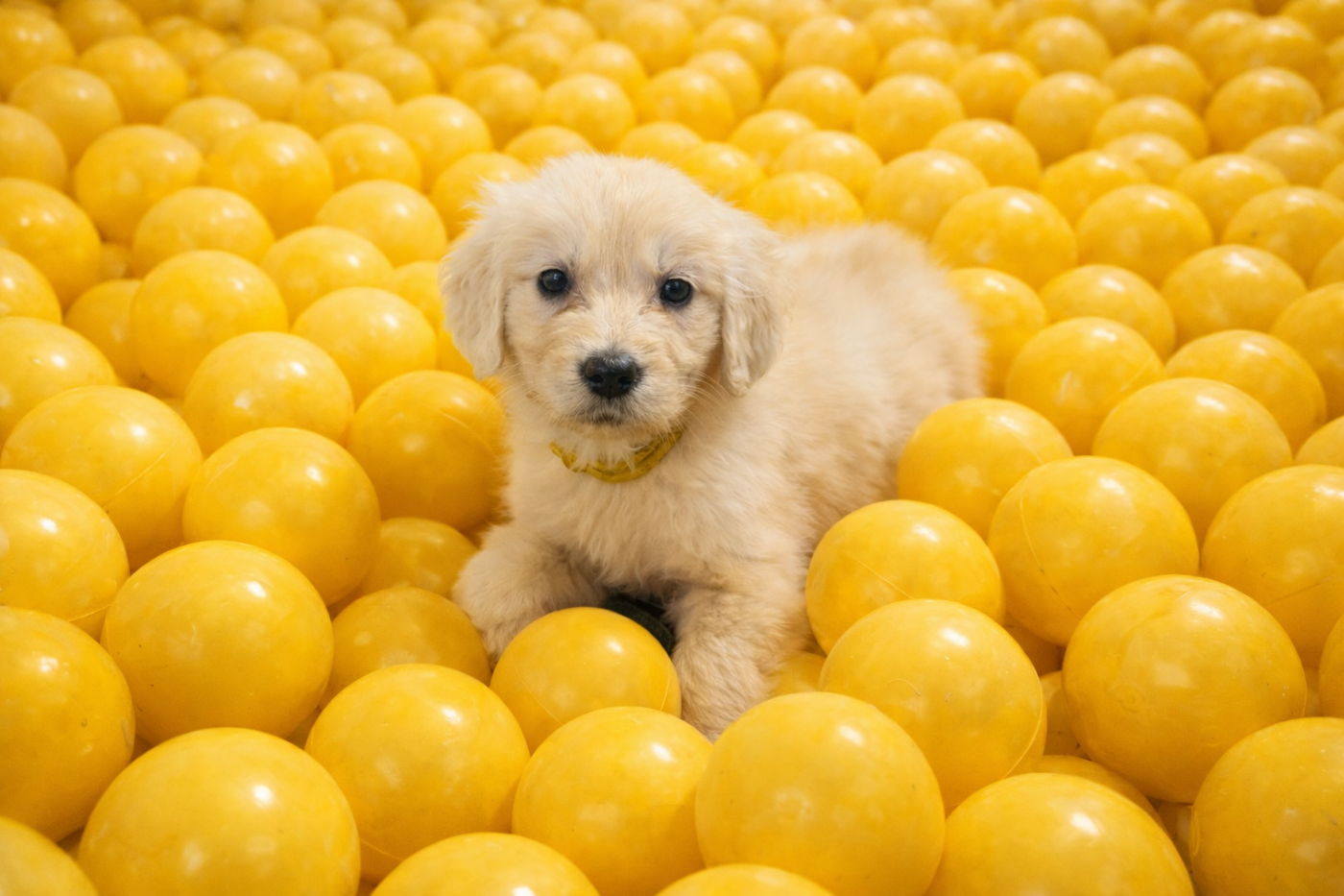 Antoine Desforges - Chiots disponibles - Golden Retriever