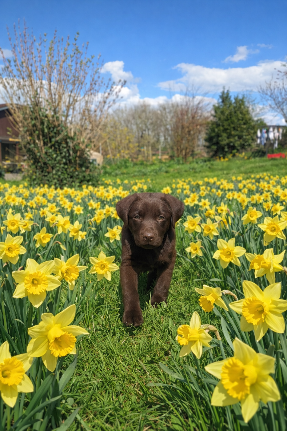 Antoine Desforges - Chiots disponibles - Labrador Retriever